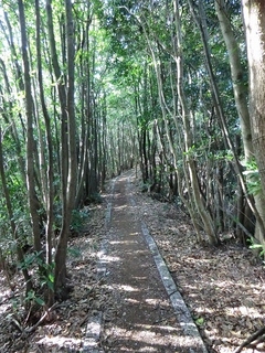 CIMG0294.jpg